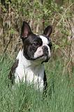 BOSTON TERRIER 169